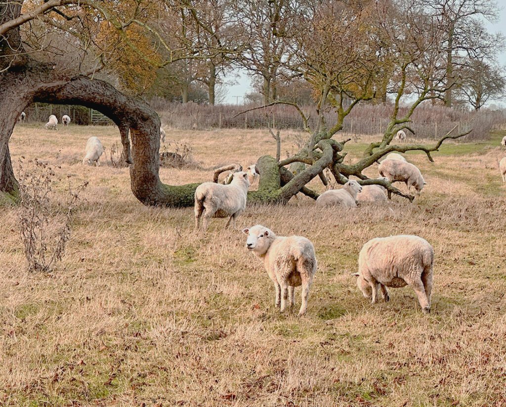 Sheep at Burton Constable Holiday Park