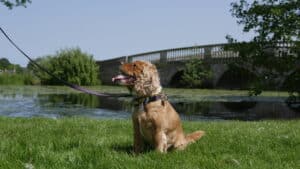 Dogs Go Free Holidays