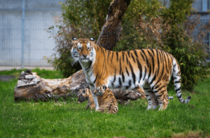 Yorkshire Wildlife Park