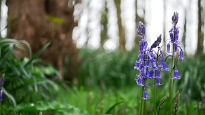 Easy Ingredients For First-Time Foragers