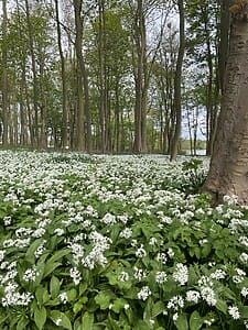 A Guide to Foraging