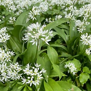 Wild Garlic