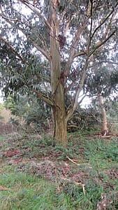 Blue Gum