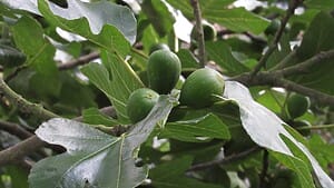 Fig