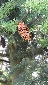 Douglas Fir