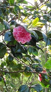Camellia