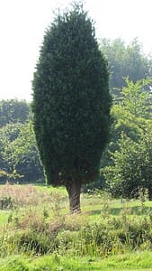 Pencil Cedar