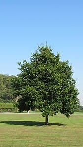 Common Oak