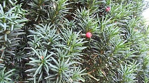 Fastigiate Irish Yew