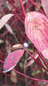 Dogwood (red-barked)
