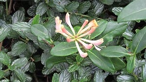 Honeysuckle