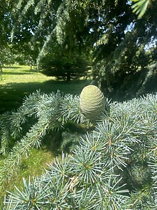 Deodar Cedar