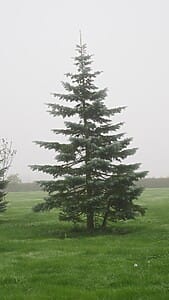 Colorado Spruce ‘Koster’