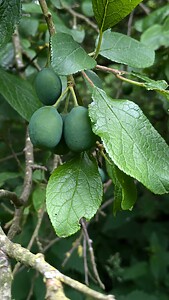 Damson ‘Merryweather’