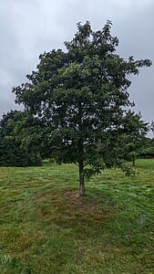 Shingle Oak