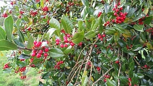 Common Holly