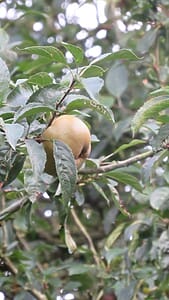 Apple ‘Brownlees Russet’