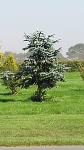Noble Fir