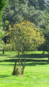 Saucer Magnolia
