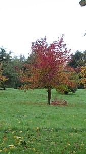 Sweet Gum