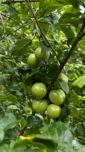 Myrobalan Plum