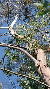 Round Leaved Snow Gum/Spinning Gum