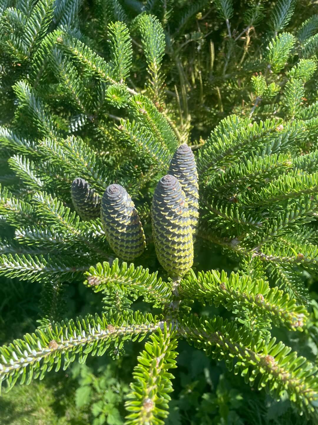 Korean Fir