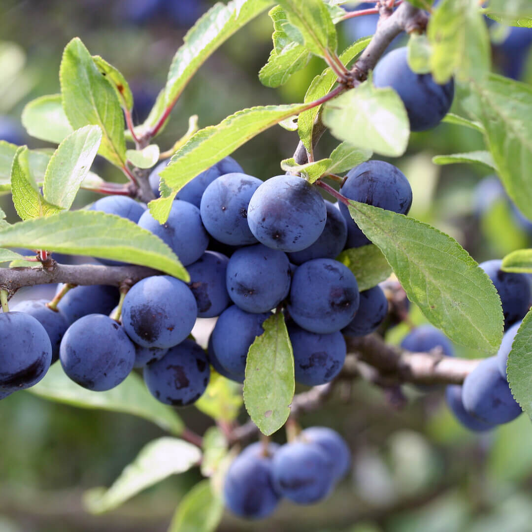 Sloes