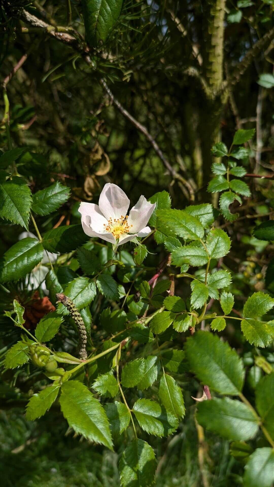 Dog Rose