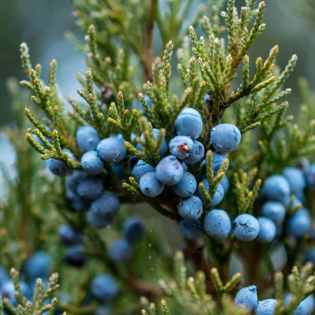 Juniper berries